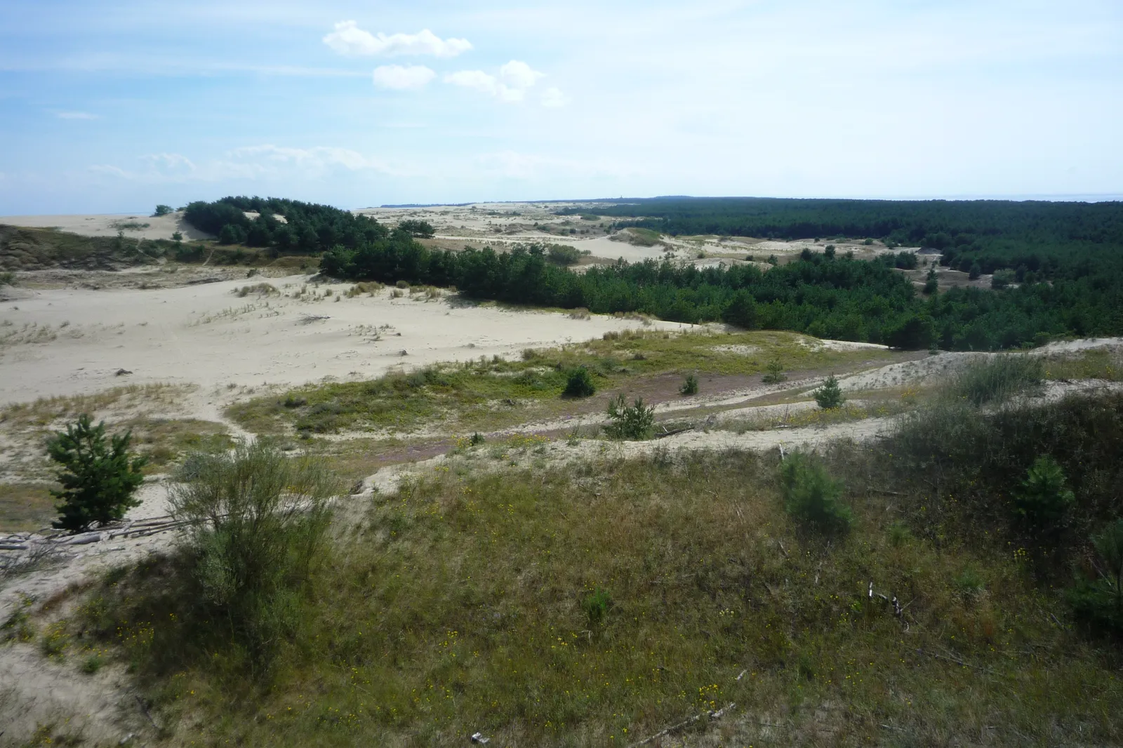 Kuršių nerijos kopos